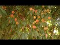 peaches products// saleem agro