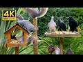 Cat TV Relax My Cat 😸 Birds & Squirrels Feast at the Bird Table 🕊️ TV For Dogs (4K HDR)