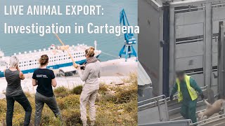 Port of Cartagena: investigation on live animal export