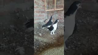 Black sherazi #pigeon #sherazi #kabootarlovers