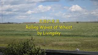 奔腾的麦浪 /Rolling Waves of Wheat | 草原景色 | 加拿大中部大草原 | 放松音乐 | relax music （V009）