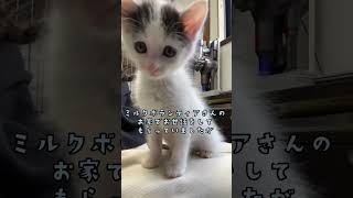 【ゆる動画】子猫がミルクボランティアさんのお家からハウスへ帰ってきました！