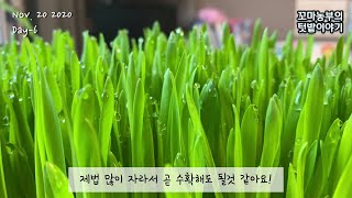 새싹보리 키우는 방법:: 새싹보리 흙에서 키울까 물에서 키울까? 성장과정 관찰:: how to grow barley grass at home:: 베란다텃밭