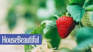 11 Fun Facts All Strawberry Lovers Should Know | House Beautiful