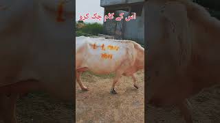 پاکستانی عوام کسی #funny #comedyfilms کو بھی نہیں چھوڑتی