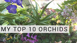 My Top 10 Favourite Orchids