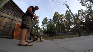 Muzzle Acclimation How To