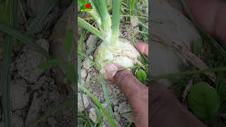 বিশাল বড় পেঁয়াজ | পেঁয়াজের বাম্পার ফলন | Onion farming | Piaj Chas #hridoyebangladesh #onion