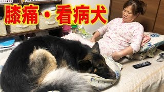 膝痛でしんどい、看病頑張るシェパード犬マックNursing dog