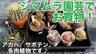 シマムラ園芸で多肉植物を買ってきた！