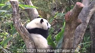 2015.02.21 大年初三圓仔搞笑爬樹 (The Giant Panda Yuan-Zai)