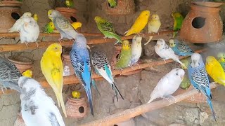 Budgies Talking parrot Sounds Compilation