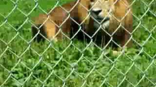 lions at zoo