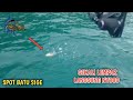 Edyan !! Gak butuh waktu lama mancing di spot ini Lempar umpan langsung strike II spot batu sige