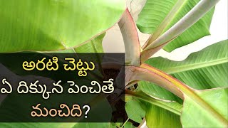 Midhe Thota Lo Aritaaku Chettu Penchadam|Aritaaku Chettu Eh Dikkuna Penchali|Banana Tree In Pot