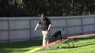 Gibbs - Boot Camp Dog Training Demonstration