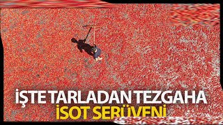 Tarladan Tezgaha İsot Serüveni