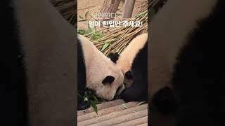 [ep.s117]드디어 시작된 워토우 쟁탈전😅#아이바오 #루이바오 #판다 #panda #aibao #ruibao