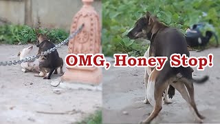 Amazing Couple dog so funny Honey Stop now stop now dog meeting
