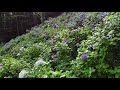 2018 紫陽花の海！河口湖天上山紫陽花公園 4k sea of hydrangeas at lake kawaguchi tenjoyama hydrangea park uhd