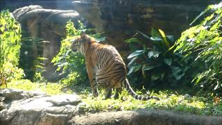 20200805 上野動物園　スマトラトラのトイレタイム