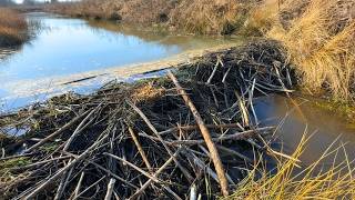 Breaking the Beaver Dam That Stopped the Entire Canal Flow!