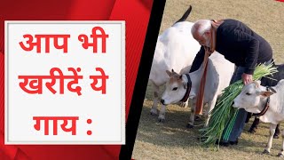 How to Buy Punganur Cow | छोटी गाय कैसे खरीदे | Miniature Cow | Punganur Cow | Punganur Cow Sale |