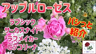 2024春薔薇【アップルローゼス】4品種紹介🌹ラブシック・サーカスナイト・ラフメイカー・ピッコリーナ