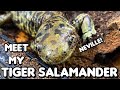 Meet My Tiger Salamander!