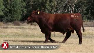 LOT 4 Futurity Rough Habbit R343