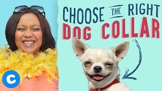 How to Measure and Choose the Right Dog Collar? | Chewy