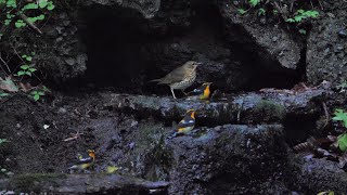 山中湖 大洞の泉のキビタキ（雄）3羽とクロツグミ（雌）その１（4K60P動画）