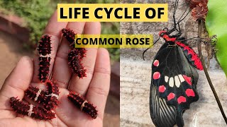 LIFE CYCLE OF COMMON ROSE BUTTERFLY 🦋 | PACHLIOPTA ARISTOLOCHIAE |