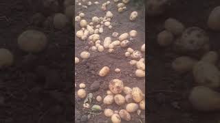 Bangladesh Potato firm | Amazing Potato firm In BD | Rangpur Bangladesh #shorts