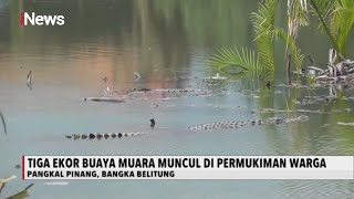 Warga Pangkal Pinang Dihebohkan Kemunculan Buaya Muara Dekat Permukiman Warga - iNews Pagi 27/09