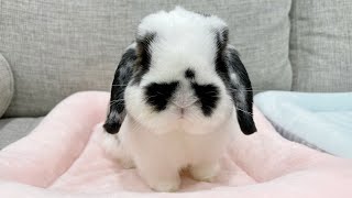 How I Name My Bunny