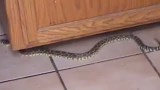 Rattlesnake inside my house late to work and got fired.