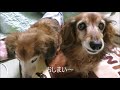 17歳のミニチュアダックス3年ぶりの「お手」をやってみたけど・・・【老犬､シニア犬】