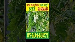 ಹಸು ಕುರಿ ಮೇಕೆ ಬಹುವಾರ್ಷಿಕ ಮೇವಿನ ಬಿತ್ತನೆ ಬೀಜಗಳು ದೊರೆಯುತ್ತವೆ ರಾಜ್ಯದಾದ್ಯಂತ