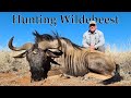 Hunt Blue Wildebeest in South Africa