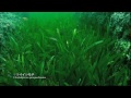 東沙的海草 dongsha seagrass 日文1