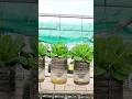 Grow Lettuce in Hanging Bottles #shorts