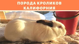 Кролики Калифорния чистопородные Лучшие?