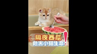 隔夜西瓜，危害小猫生命！#隔夜西瓜 #小猫 #科普