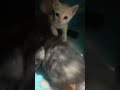 Besar sudah tu anak kucing