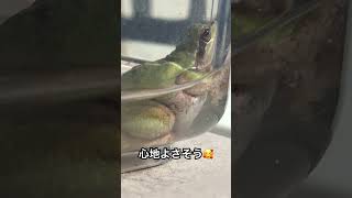 冬眠から目覚めた翌日に日光浴するムチムチの子ガエル #shorts #カエル #飼育