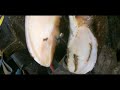 cutting away a cracked cows hoof