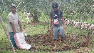 Cara Pemupukan Kurma Dengan Pupuk Organik ( live streaming )