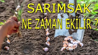 SARIMSAK NE ZAMAN EKİLİR ?