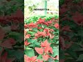 Poinsettia Plant #shorts